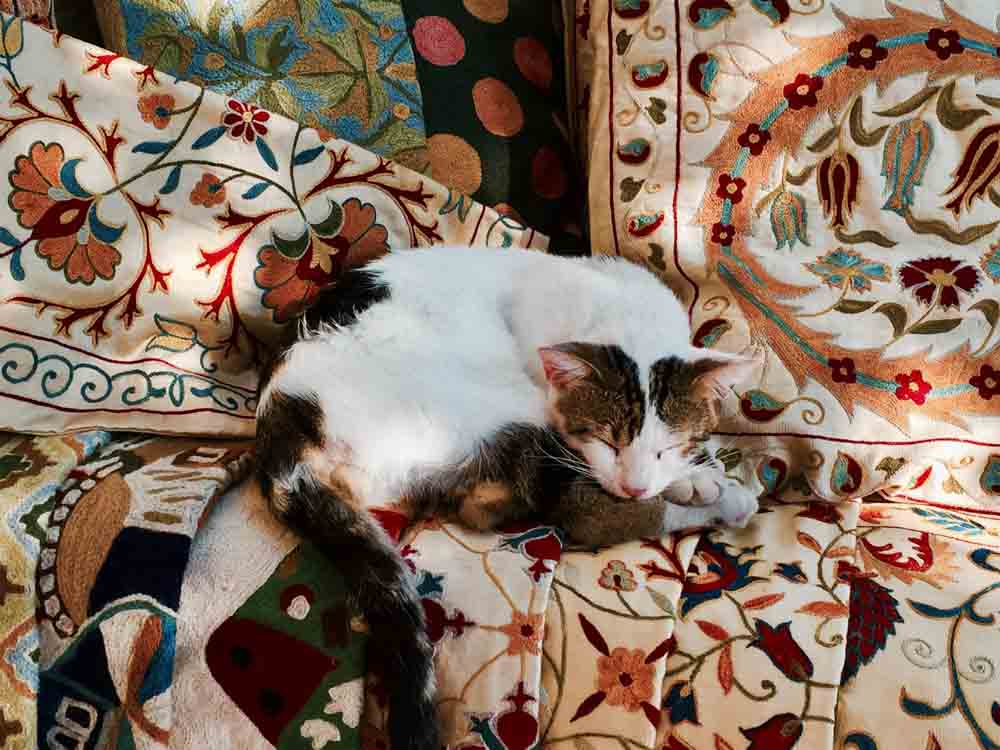 Feline Enjoying Suzani Embroideries!